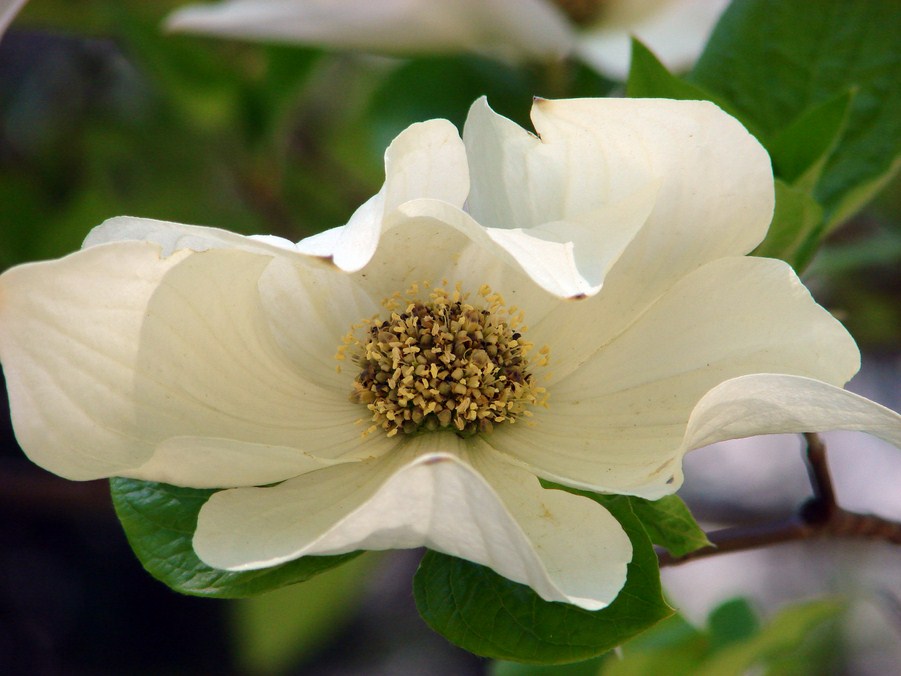 FLORE (22).JPG